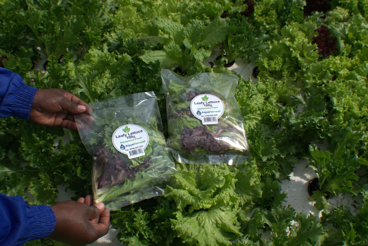 Commercial aquaponics crop production