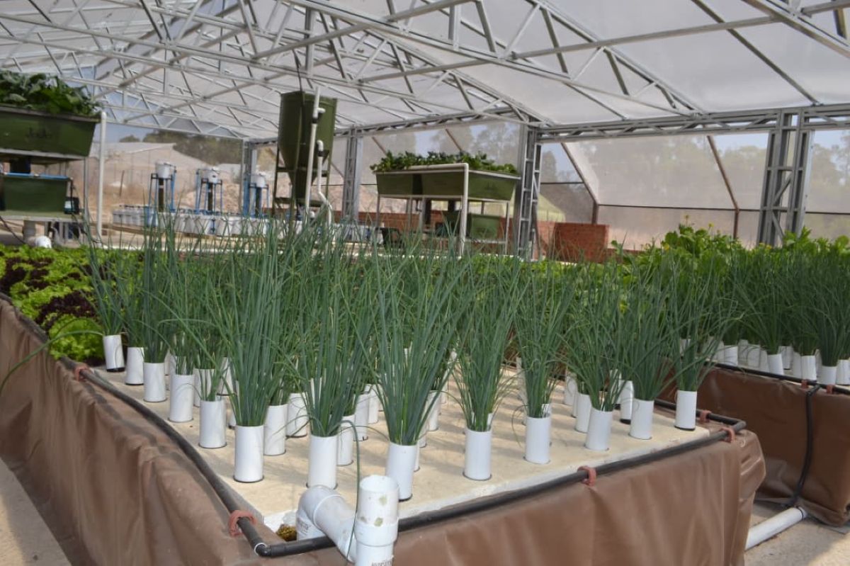 Certified aquaponics training at Aquaponics ZW