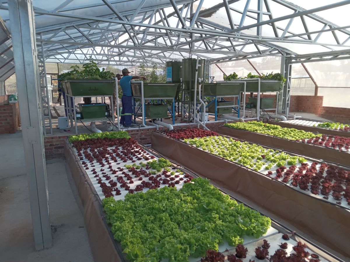 Aquaponics ZW modular aquaponics system