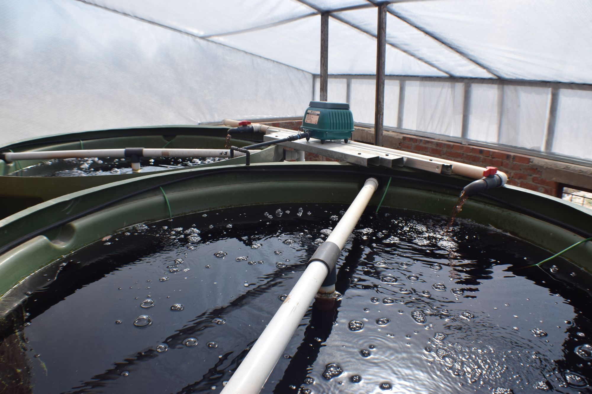 Fish tanks at Aquaponics ZW